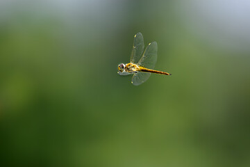 spider on a leaf