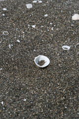 A seashell on the black sand beach. A seashell on a sandy beach.