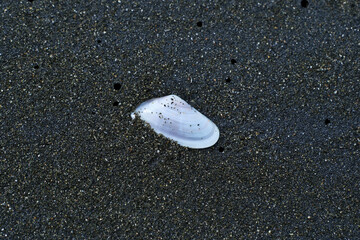 A seashell on the black sand beach. A seashell on a sandy beach.