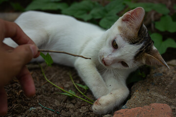 An adorable kitten playing with a twig offered by its owner in a garden. Concept of human-animal interaction and playtime