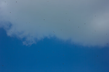 A large swarm of insects flying in the blue cloudy sky. Concept of swarming, migration, and nature.