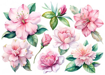 Watercolor flowers arrangement featuring blooming pink azaleas and lush green leaves on black background