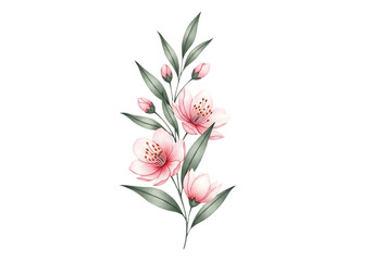 Obraz premium Watercolor Pink Cherry Blossoms Branch with Leaves - Isolated on transparent background