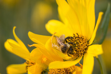 bee on yellow flower