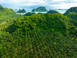 Green palm plantation field on island tropical forest aerial view