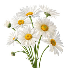 Fototapeta premium This bundle features multiple daisy flowers, each with bright white petals and cheerful yellow centers, elegantly arranged to create a fresh and lively aesthetic