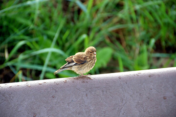 Immature Sparrow Perched on a Bench in a Public Park Location