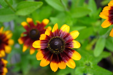 Vibrant Black Eyed Susan flowers bloom in a summer garden setting in Nottingham, England.