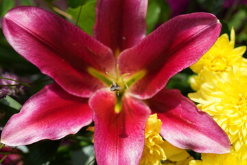 Vibrant pink lily and yellow chrysanthemums basking in summer sunlight in Nottingham, England.