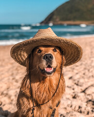 A Golden Retriever in a straw sunhat soaking up the sunshine at the beach