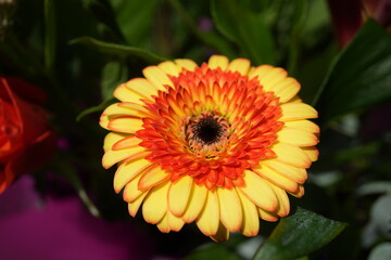 Vibrant yellow and orange Gerbera daisy in spring sunlight, Nottingham, England.