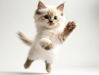 Kitten on a white background