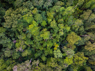 Naklejka premium Background of green tropical rainforest nature landscape