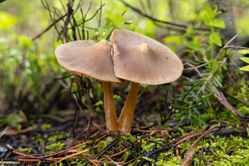 mushrooms in the forest