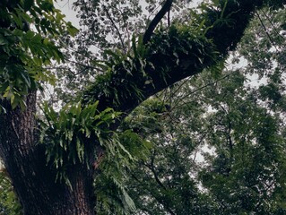 Dense forest landscape featuring various plants and tall trees under bright natural light, evoking...
