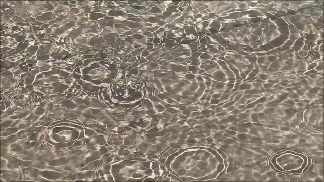 circles from drops on the water surface