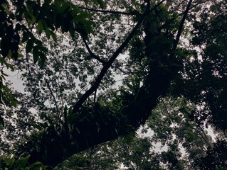 Dense forest landscape featuring various plants and tall trees under bright natural light, evoking...