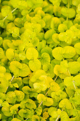 This plant is called Creeping Jenny (Lysimachia nummularia). Native to Europe and used in...