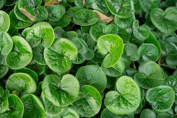 European Wild Ginger (Asarum europaeum) A plant widely used in gardening, recognizable by its shiny, dark green, heart-shaped leaves. This image is ideal as a background or 3d texture