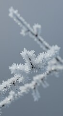 Obraz premium Frost Covered Branches in Winter - Close-Up Macro Background for Cold Weather, Nature, and Frost Texture Concepts