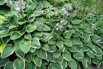 Hosta victoria is a plant native to Japan and Korea, highly prized for its large, broad leaves with...