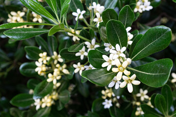 Mock orange