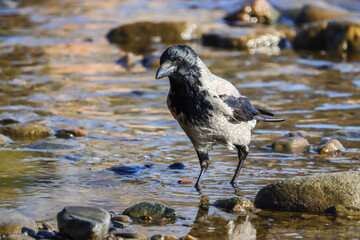 A crow wades along the seashore in Lauttasaari, Helsinki, in March. Hooded crows (Corvus cornix) are city bird whose behaviour exhibits high intelligence.