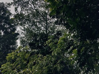 Dense forest landscape featuring various plants and tall trees under bright natural light, evoking...