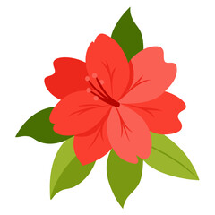 red flower isolated on white background