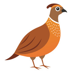 vector illustration of a bird
