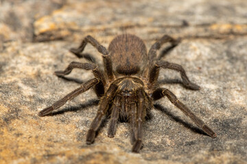 A beautiful juvenile Baboon Spider (Harpactira sp. Robertson) in the fynbos biome in the Western Cape, South Africa