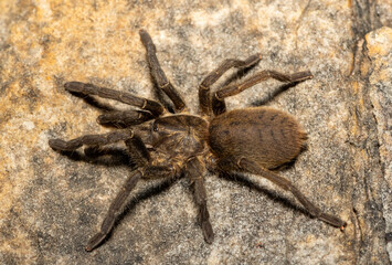 A beautiful juvenile Baboon Spider (Harpactira sp. Robertson) in the fynbos biome in the Western Cape, South Africa