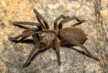 A beautiful juvenile Baboon Spider (Harpactira sp. Robertson) in the fynbos biome in the Western Cape, South Africa