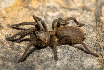 A beautiful juvenile Baboon Spider (Harpactira sp. Robertson) in the fynbos biome in the Western Cape, South Africa