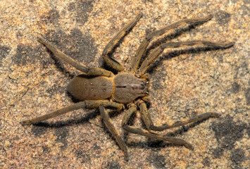 A beautiful female Cape rain spider (Palystes castaneus), a species of huntsman spider, on a rock...
