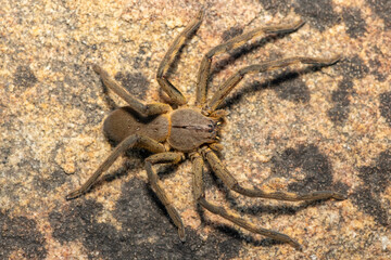 A beautiful female Cape rain spider (Palystes castaneus), a species of huntsman spider, on a rock in the Western Cape, South Africa