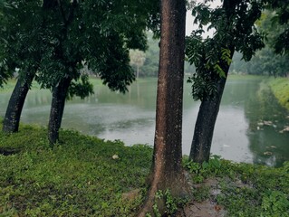 Beautiful landscape featuring a tranquil lake surrounded by verdant greenery and tall trees....