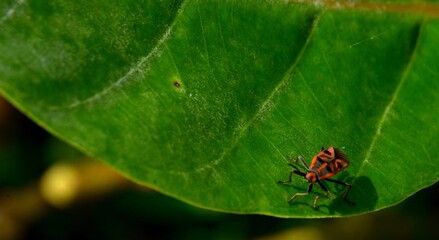 A red and black Firebug (Pyrrhocoris apterus) walks across the vibrant green leaf of a Crown Flower (Calotropis gigantea) plant.
