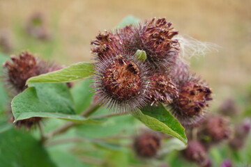 Close up view of wild burdock flower in late summer meadow at Nottingham, England.