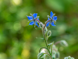 Wild borage plant in flower