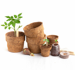 Coco Coir Pots for saplings. 