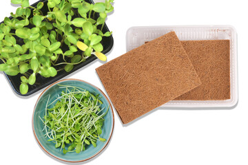 Microgreens growing coconut pads. sunflower microgreen. 