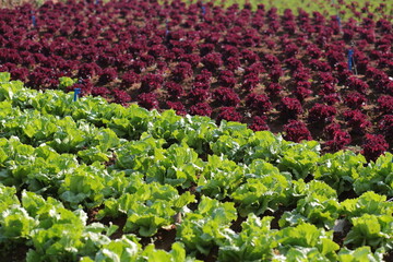 Red and green lettuce field.