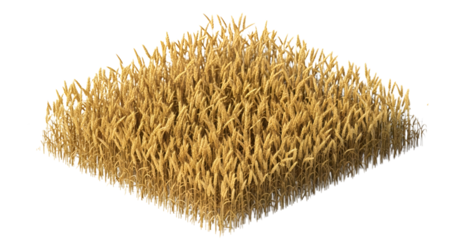Isometric Golden Wheat Field Ready for Harvest Isolated on Transparent Background