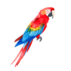 Fototapeta premium Vibrant Scarlet Macaw Illustration with Detailed Feather Texture and Colorful Plumage