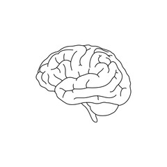 human brain vector illustration