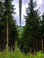 suspension bridge in the woods