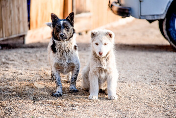 Two cute homeless non-purebred fluffy furry dog puppies sit on ground outside