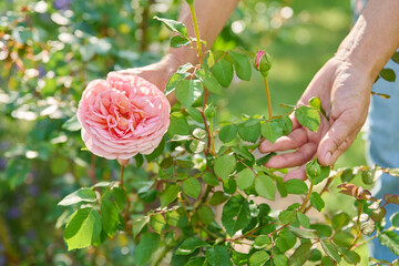 Close up of blooming rose bush, female showing flower to camera