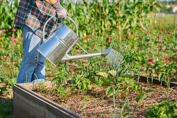 Watering garden with herbs vegetables in high wooden bed with watering can